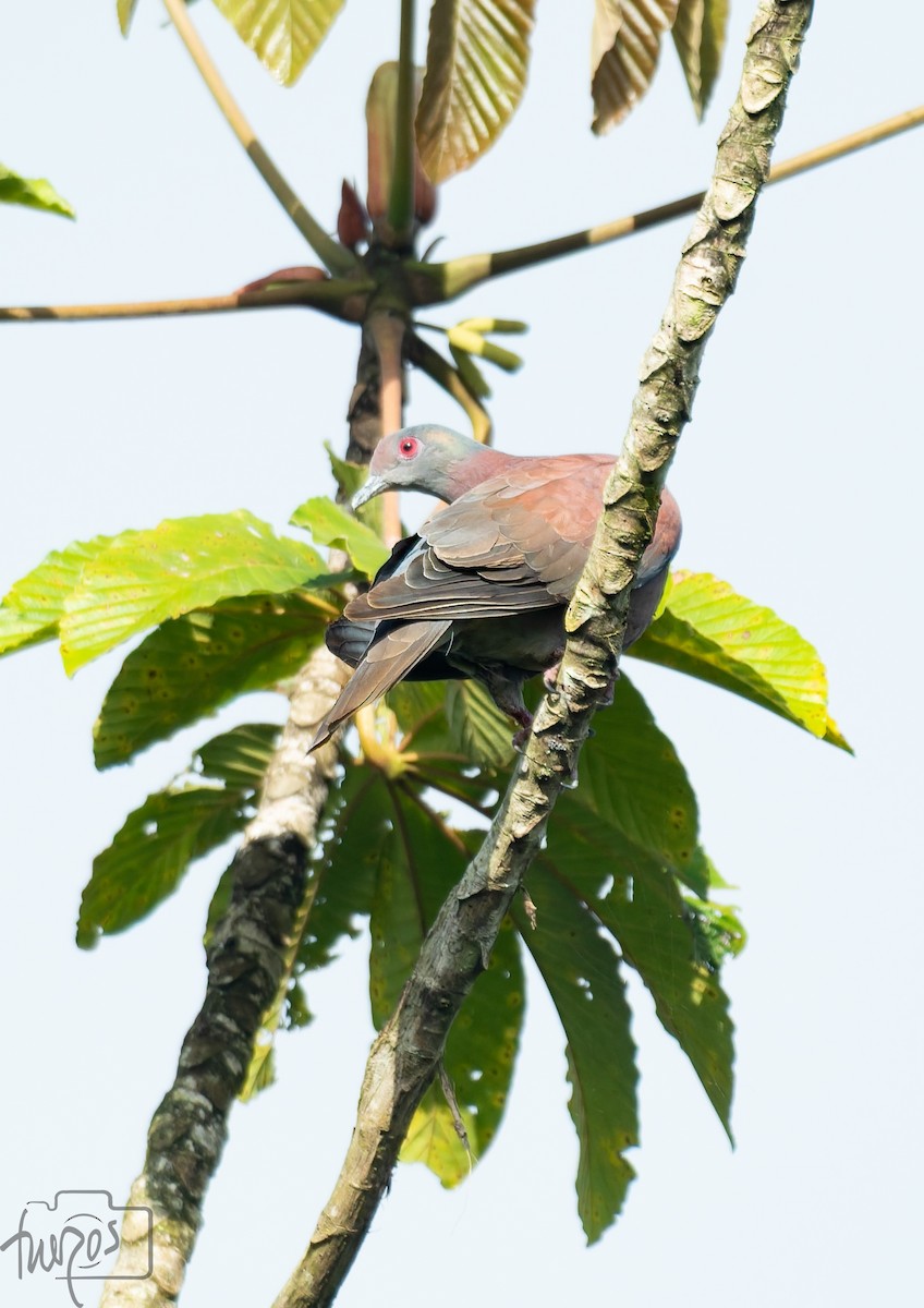 Pale-vented Pigeon - ML638295013