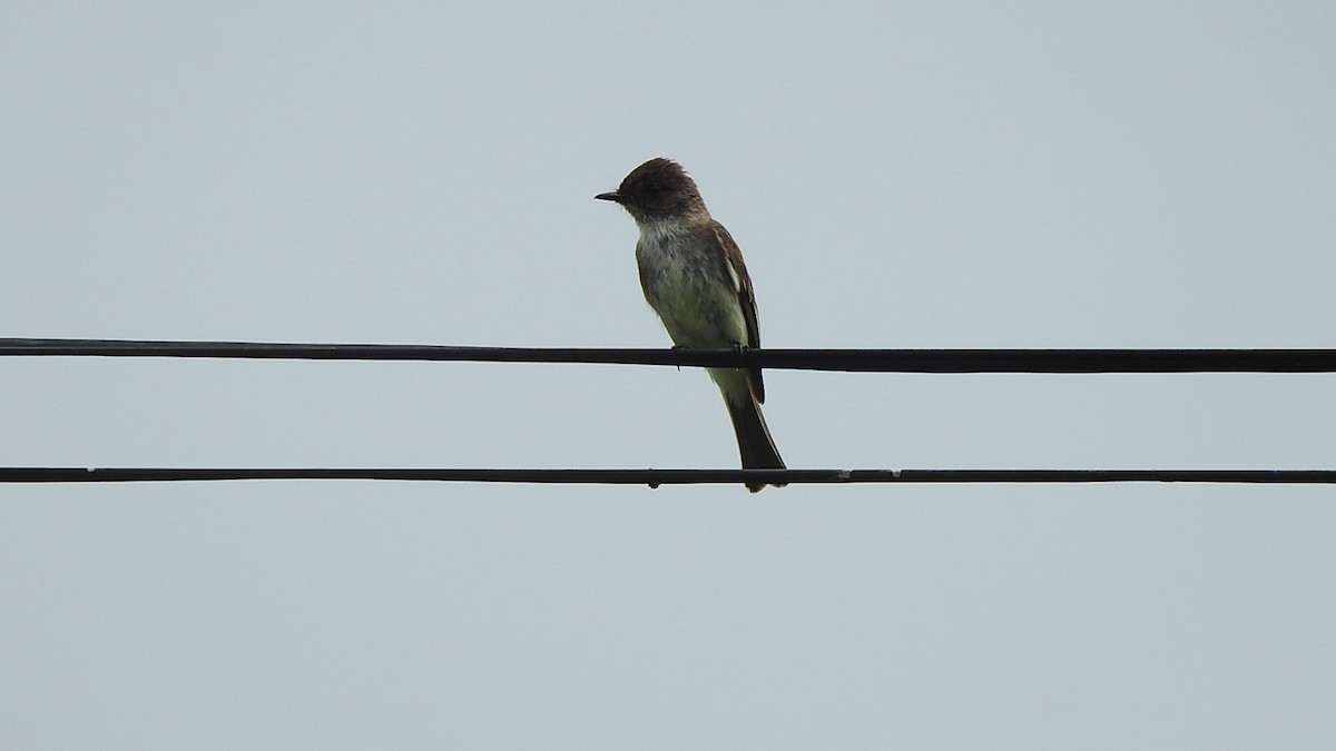 Eastern Phoebe - ML638295014