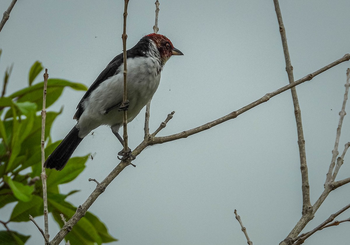 Red-capped Cardinal (Red-capped) - ML638295015