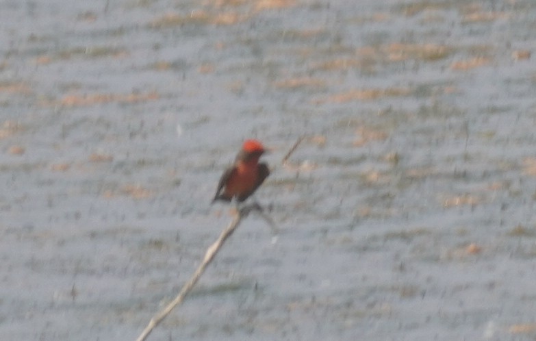 Vermilion Flycatcher - ML638295017