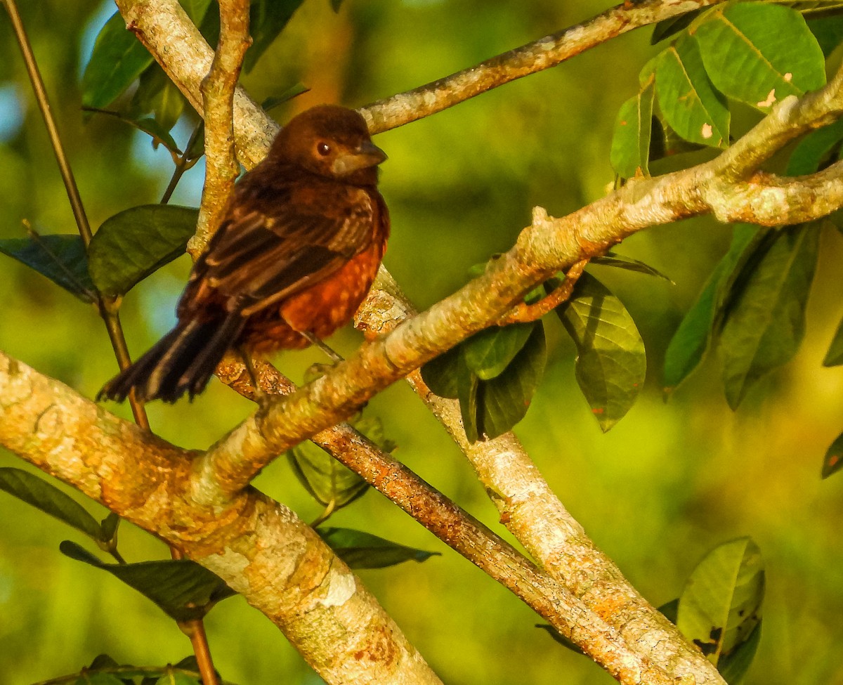 Silver-beaked Tanager - ML638295020