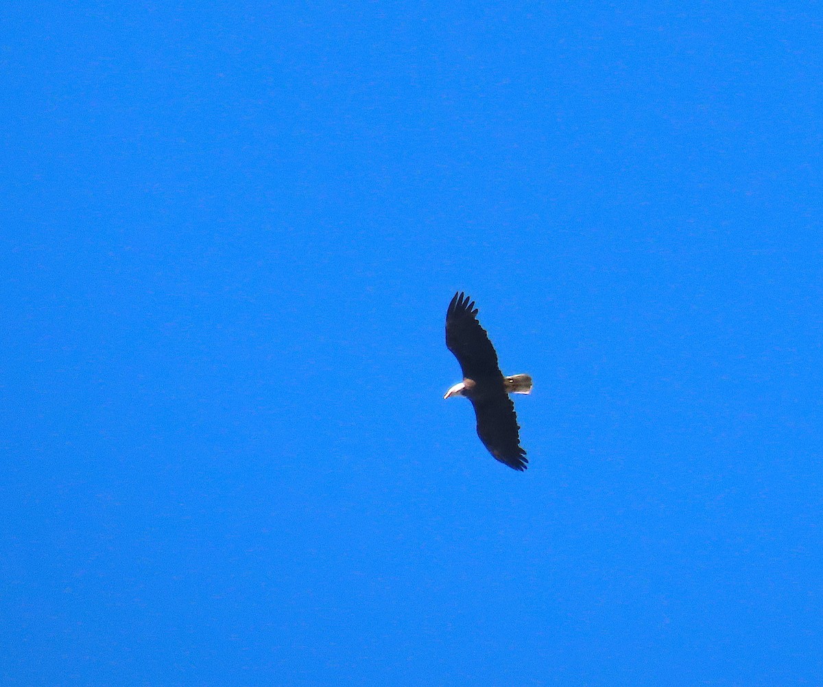 Bald Eagle - ML638295021