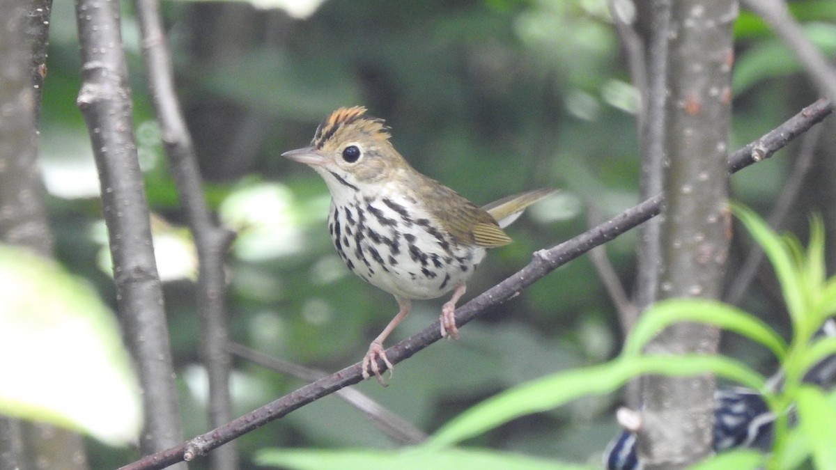 Ovenbird - ML638295028