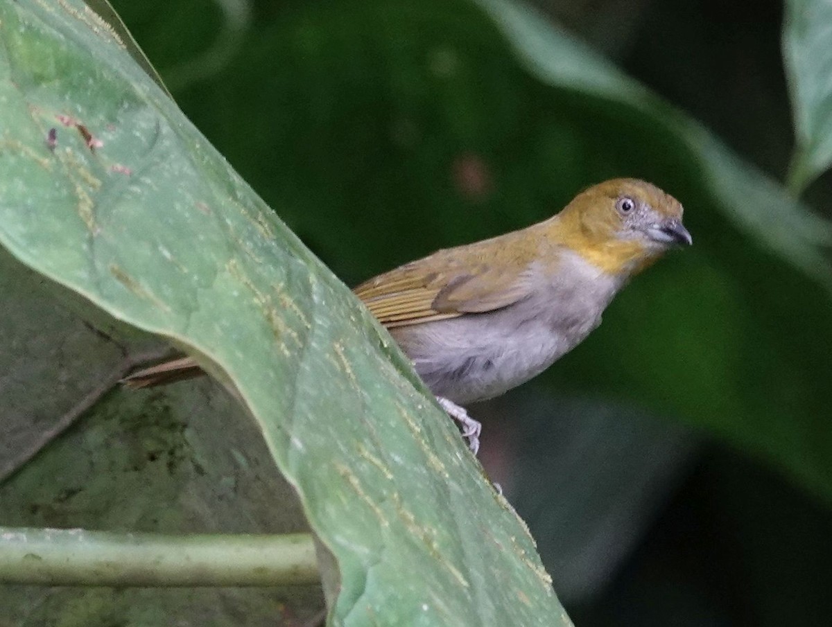 Yellow-throated Chlorospingus - ML638295029