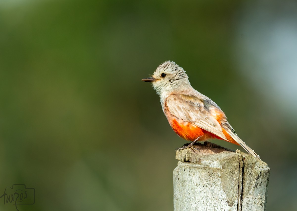 Vermilion Flycatcher - ML638295035