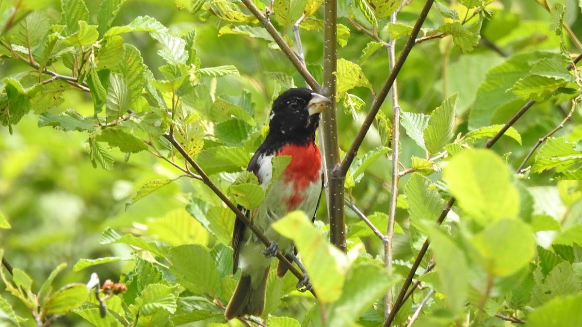Cardinal à poitrine rose - ML638295049