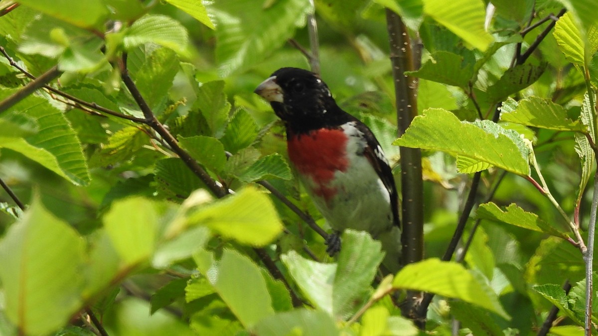 Cardinal à poitrine rose - ML638295050