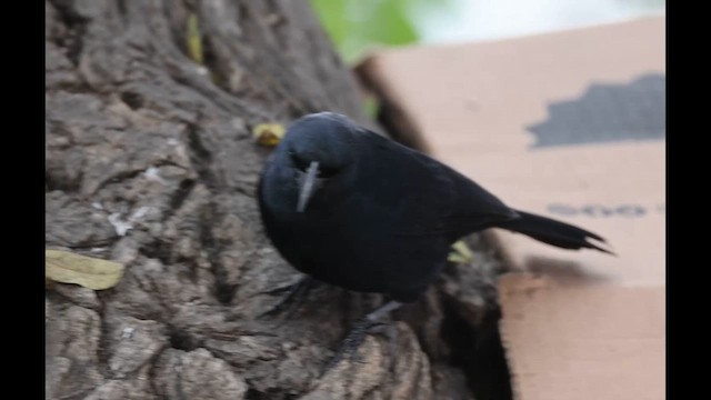 Scrub Blackbird - ML638295056
