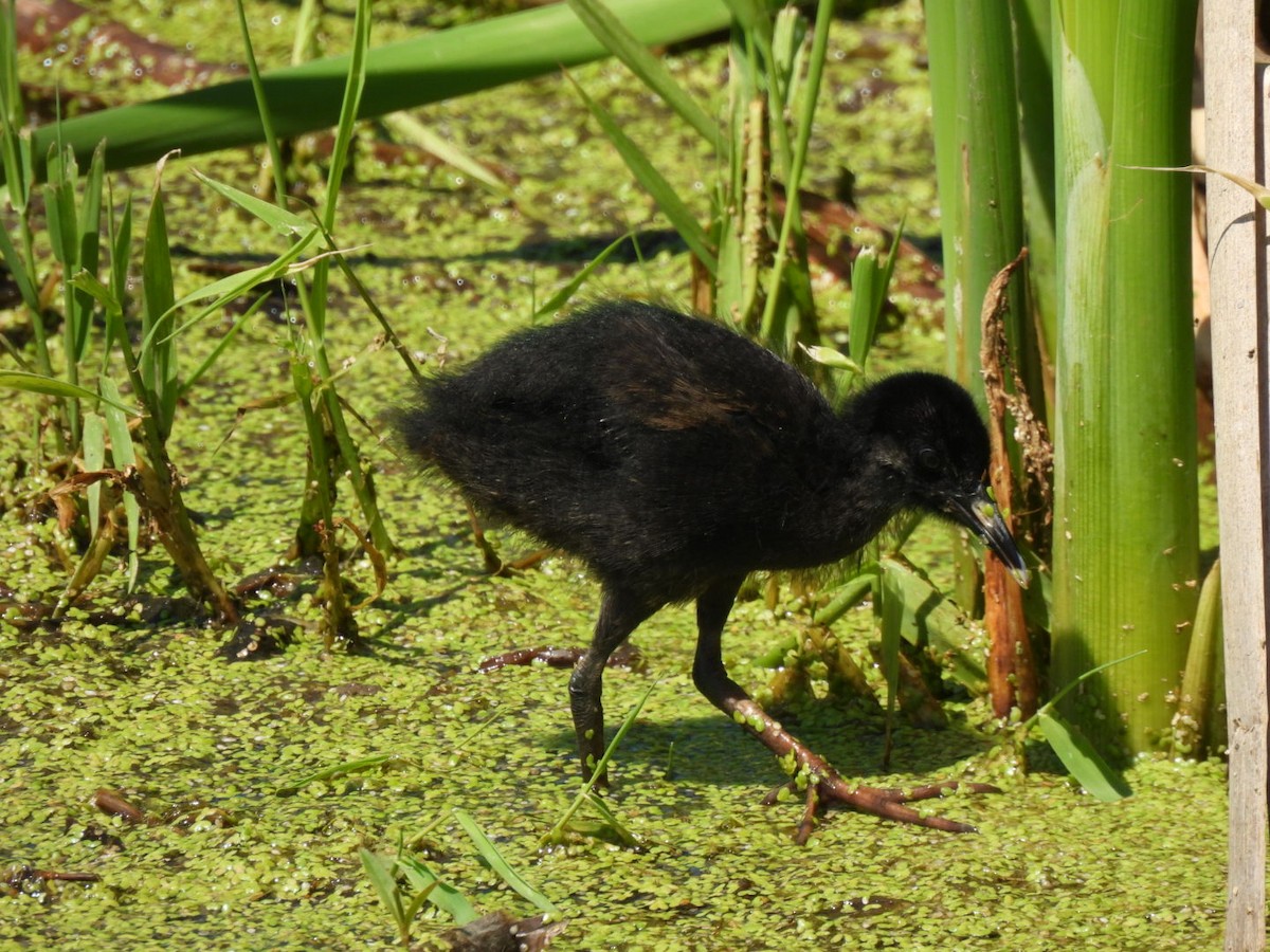Virginia Rail - ML638295057