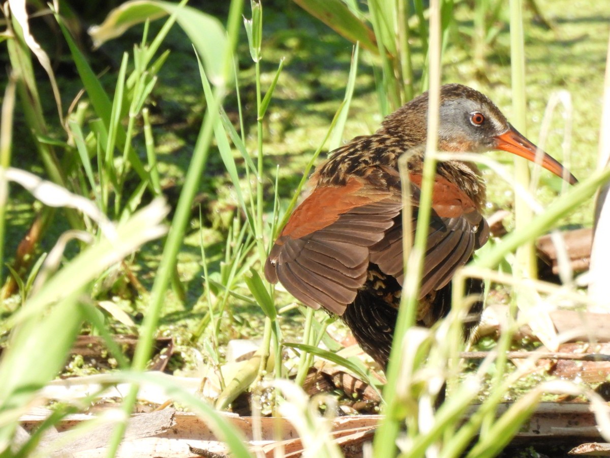 Virginia Rail - ML638295058