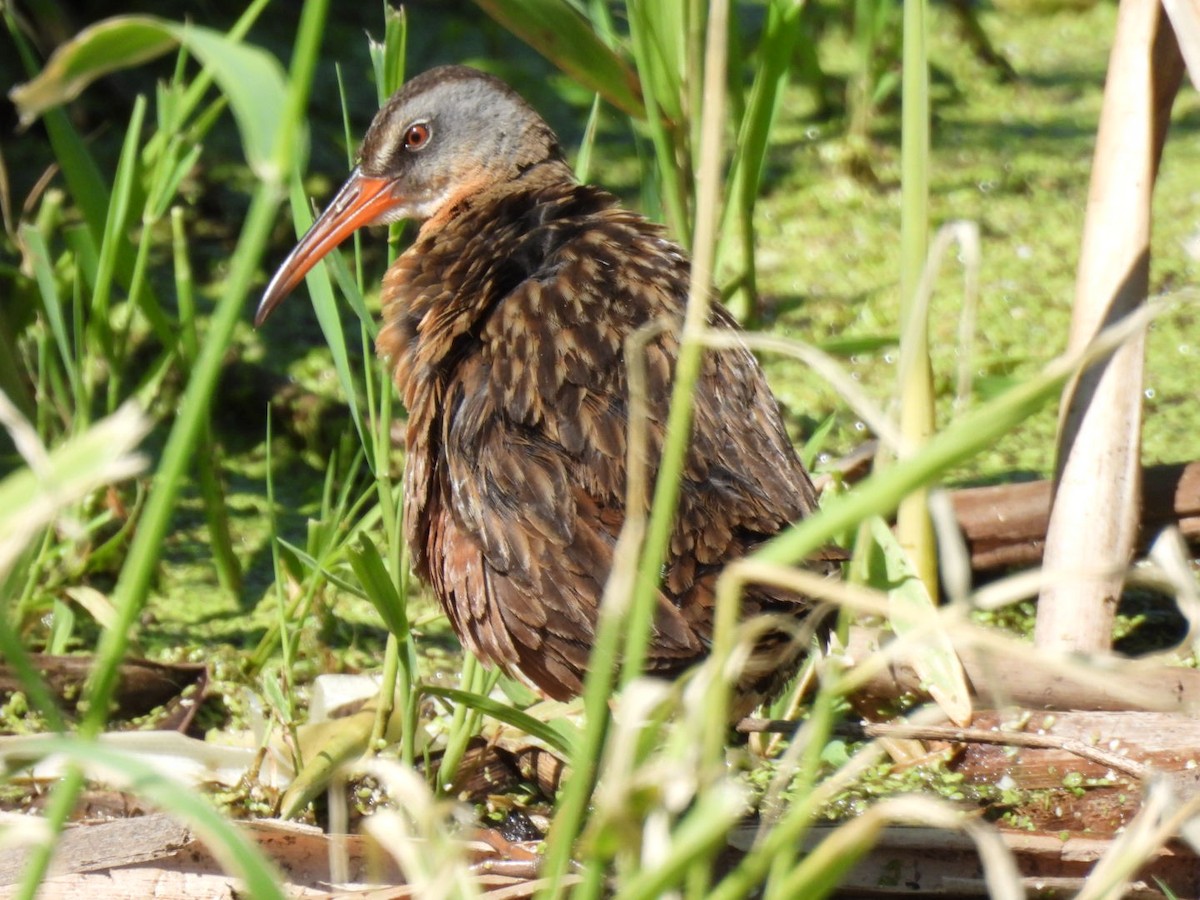 Virginia Rail - ML638295059
