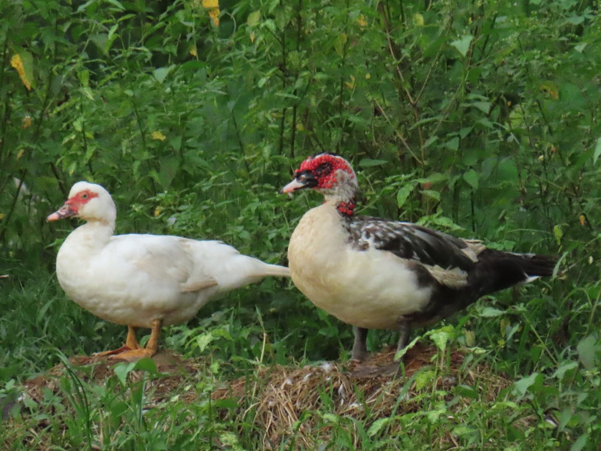 Muscovy Duck - ML638295066