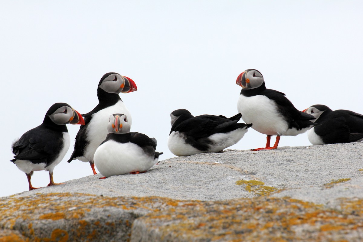 Atlantic Puffin - ML638295071