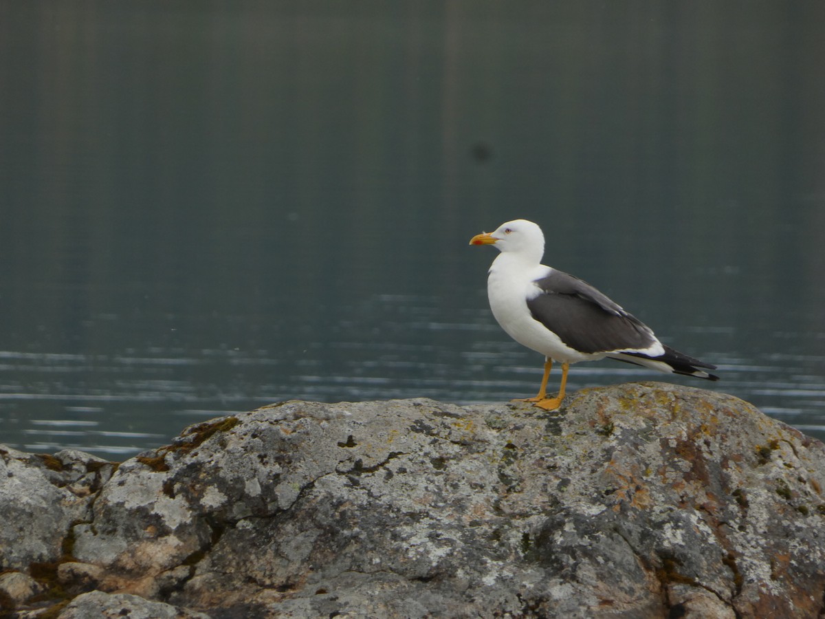 Lesser Black-backed Gull - ML638295073