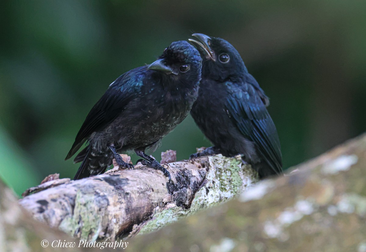 Greater Racket-tailed Drongo - ML638295080