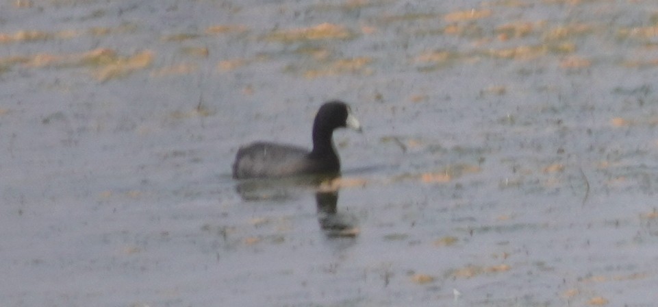 American Coot - ML638295082