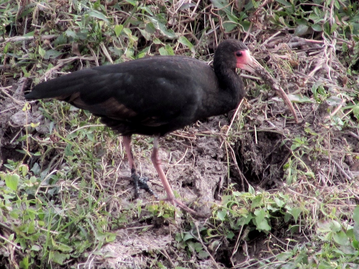 Bare-faced Ibis - ML638295084
