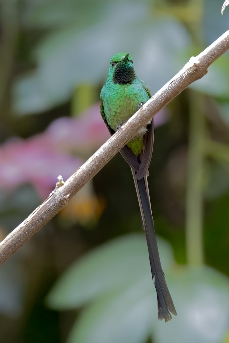 Green-tailed Trainbearer - ML638295085