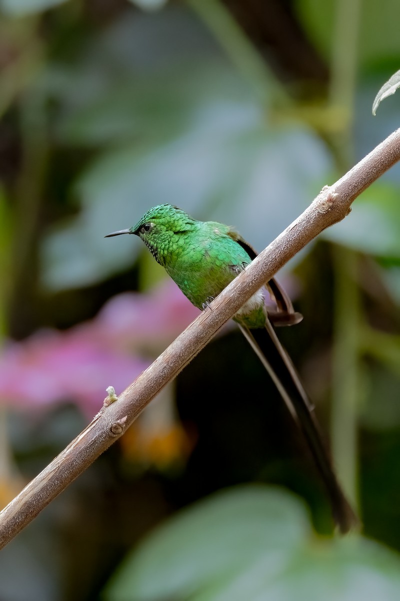 Green-tailed Trainbearer - ML638295086