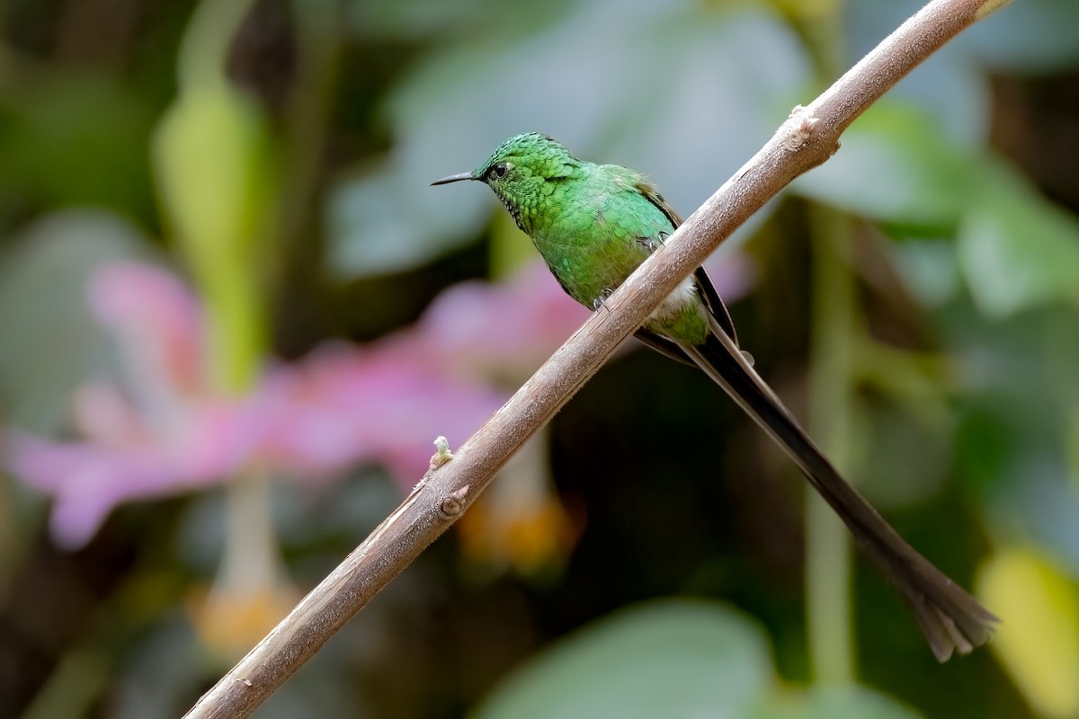 Green-tailed Trainbearer - ML638295087