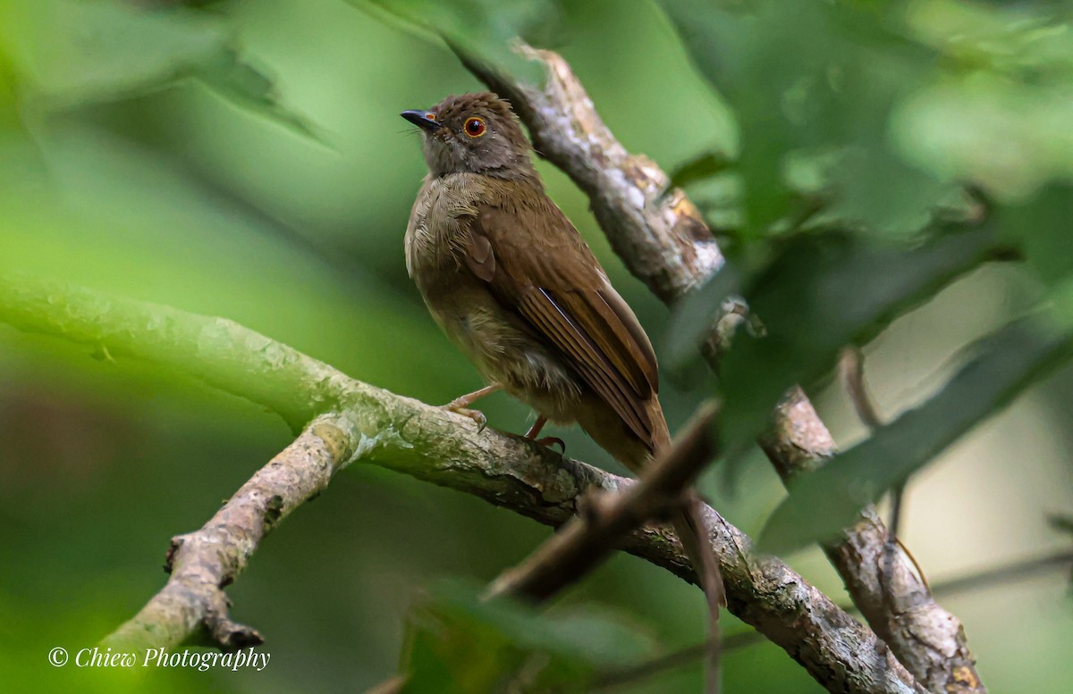 bulbul brýlatý - ML638295089