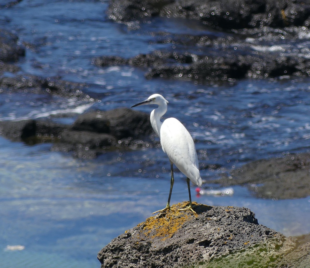 Little Egret - ML638295090