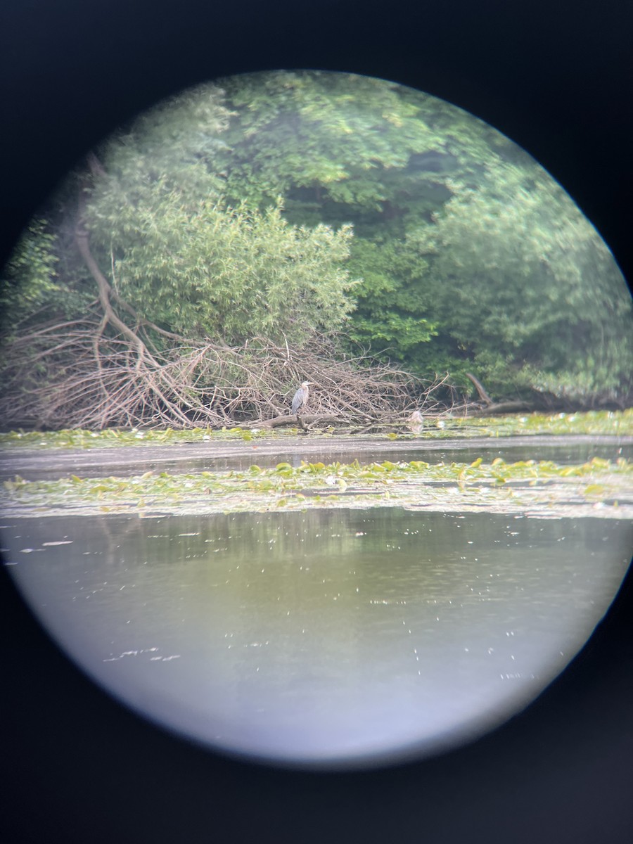 Great Blue Heron - ML638295097