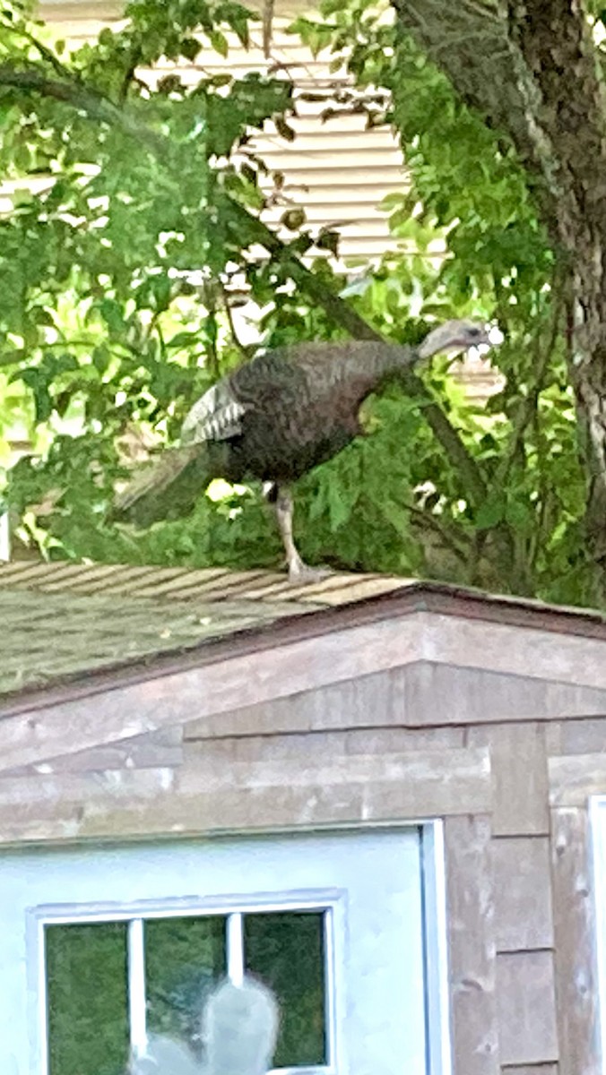 Wild Turkey - ML638295103