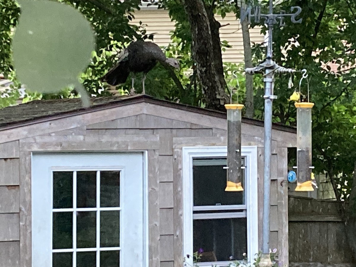 Wild Turkey - ML638295105