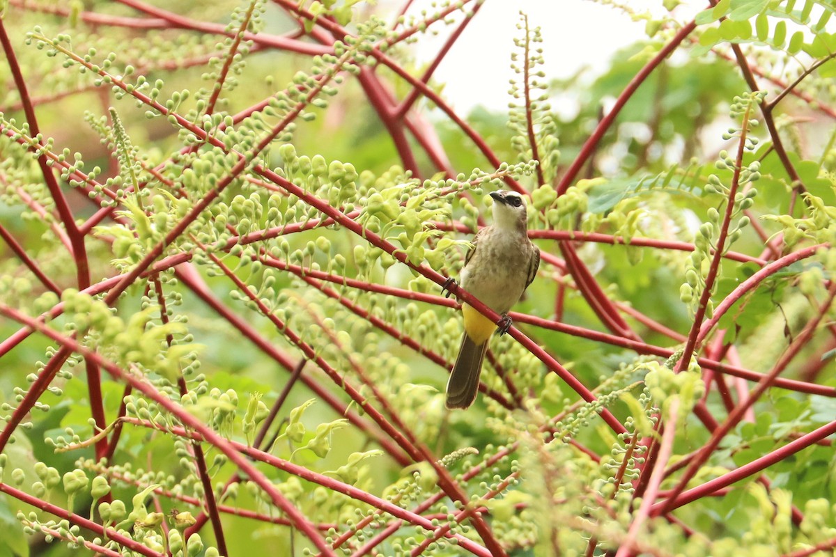 Yellow-vented Bulbul - ML638295106