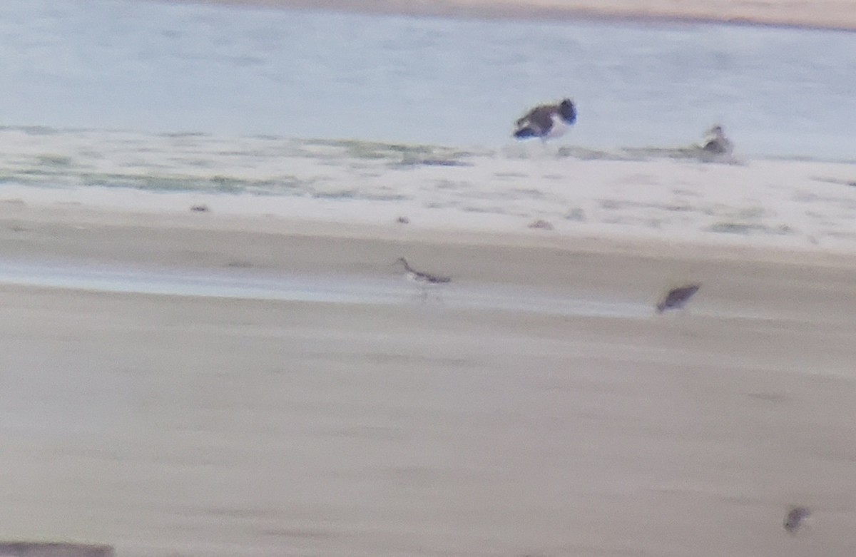 Wilson's Phalarope - ML638295110