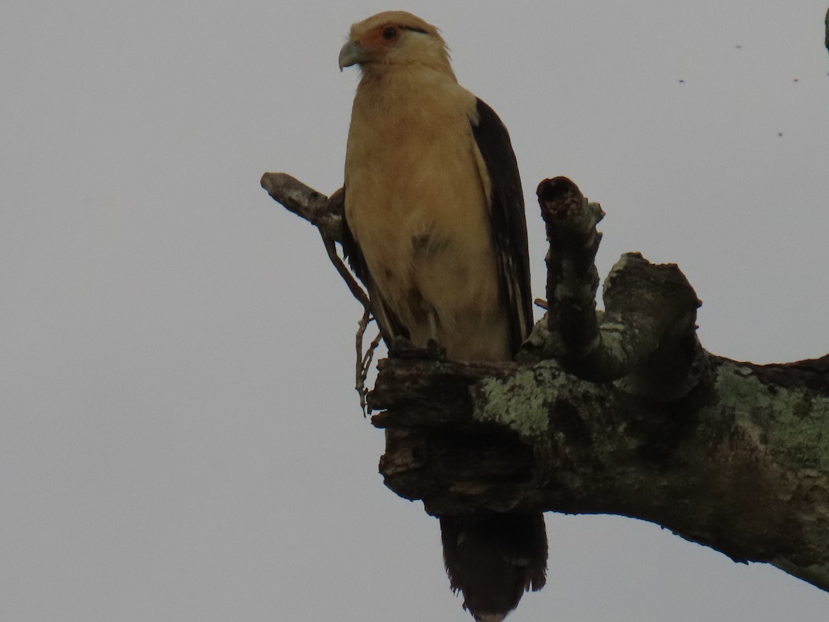 Yellow-headed Caracara - ML638295131