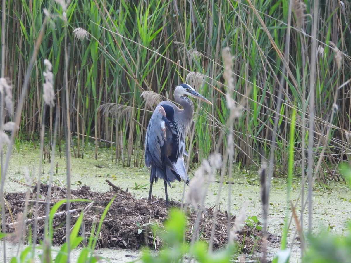 Great Blue Heron - ML638295134