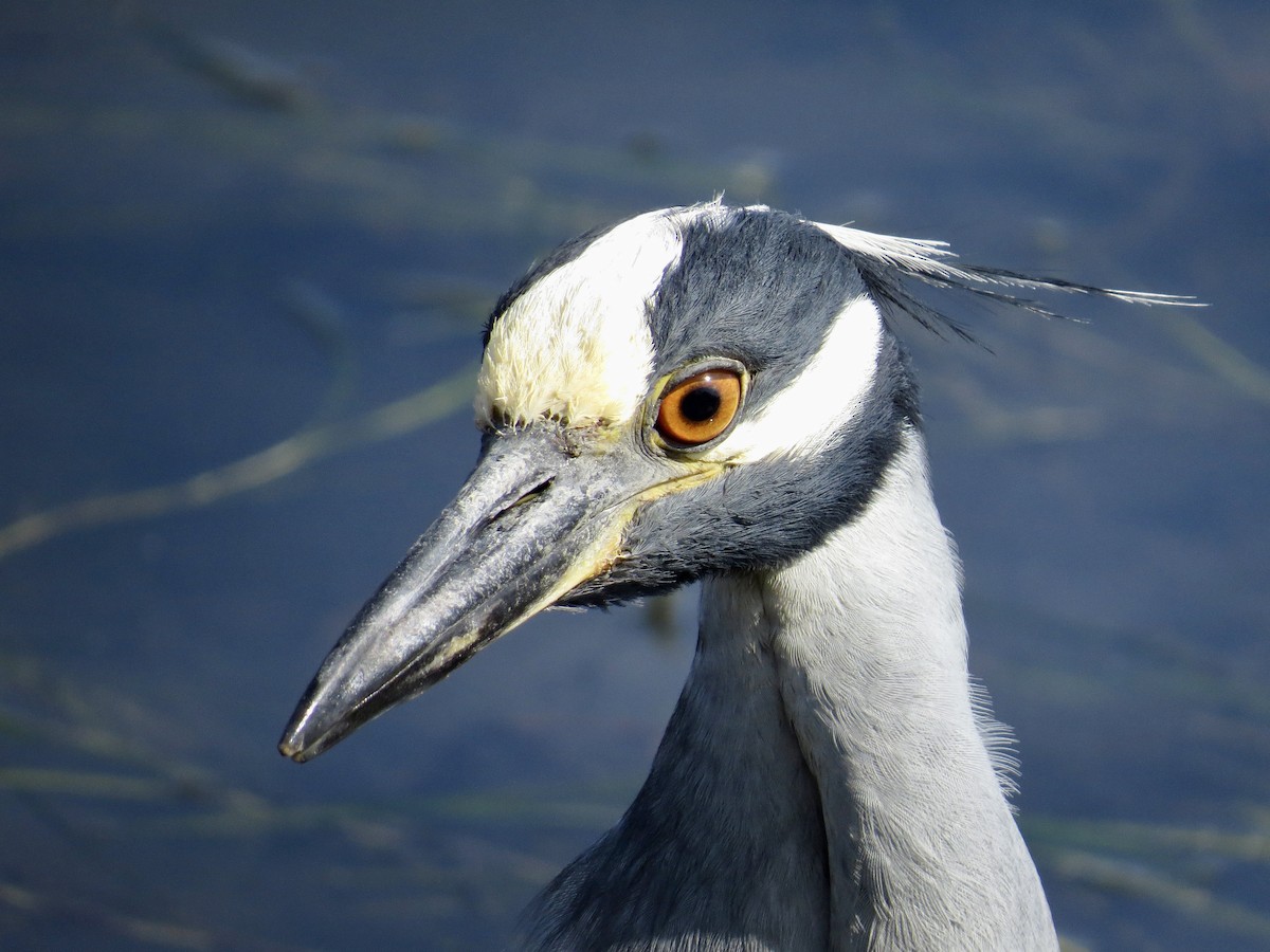 Yellow-crowned Night Heron - ML638295141