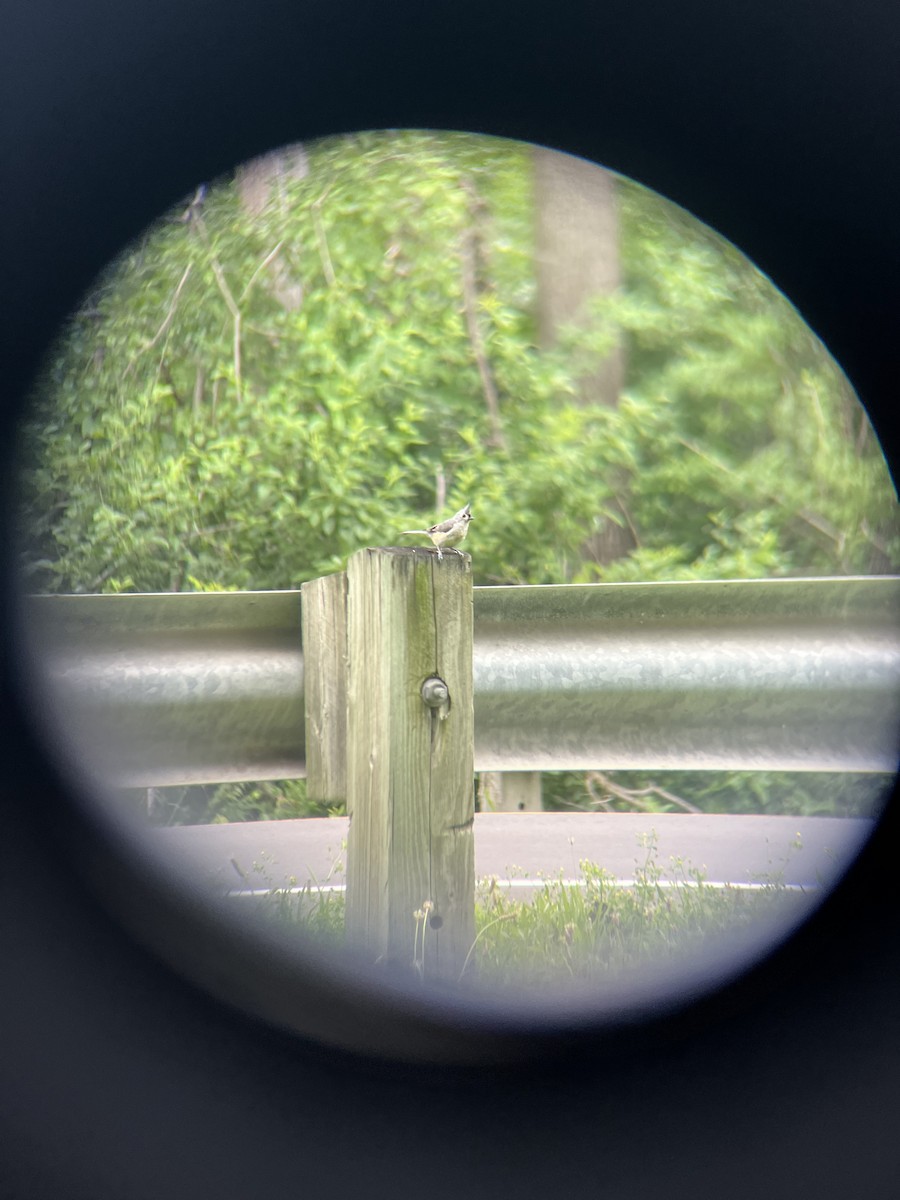 Tufted Titmouse - ML638295144