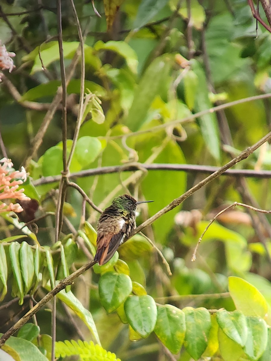 Copper-tailed Hummingbird - ML638295146