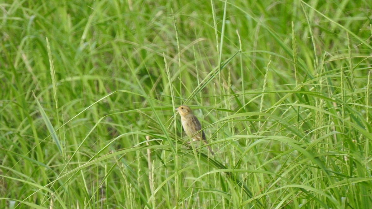 Nelson's Sparrow - ML638295148