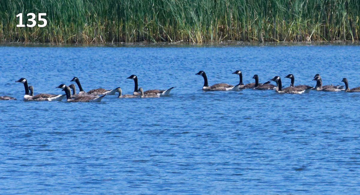 Canada Goose - ML638295152
