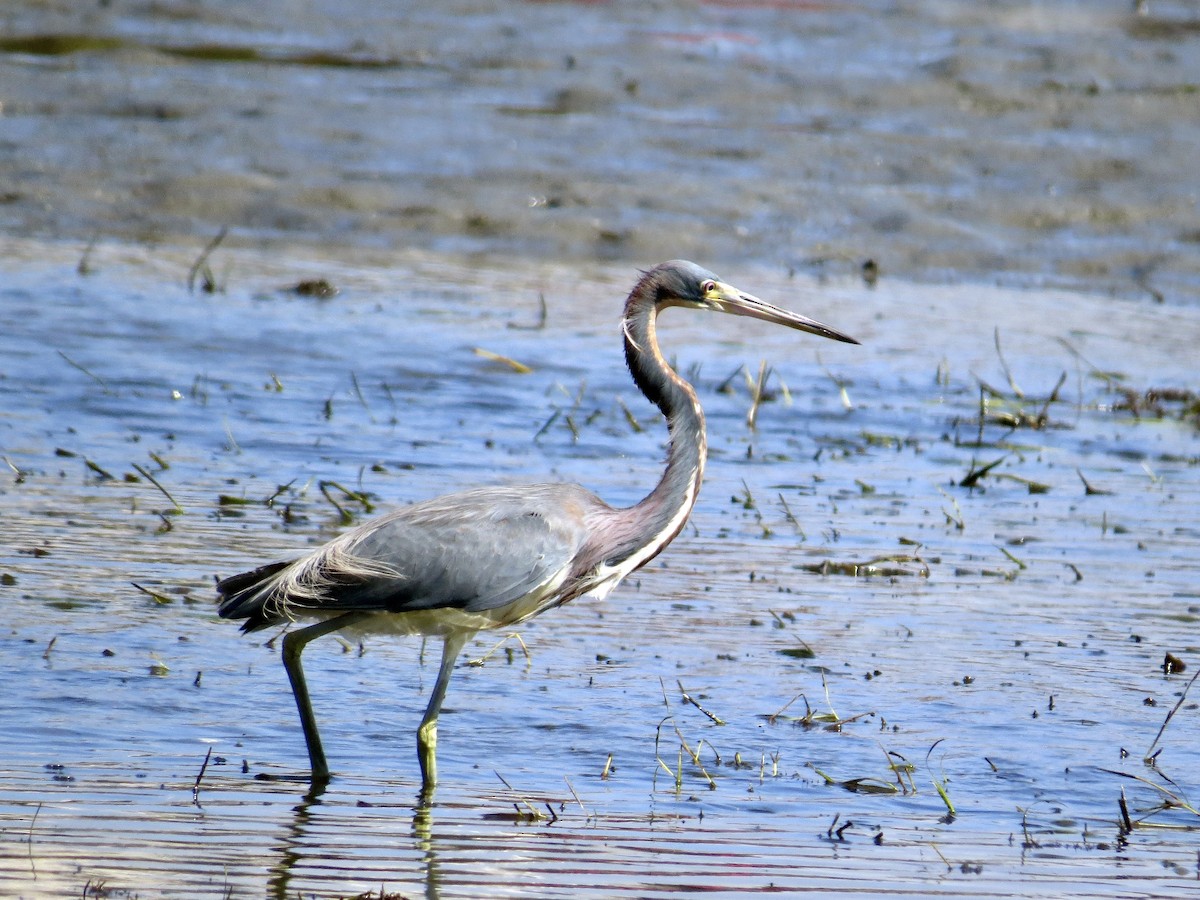 Tricolored Heron - ML638295153