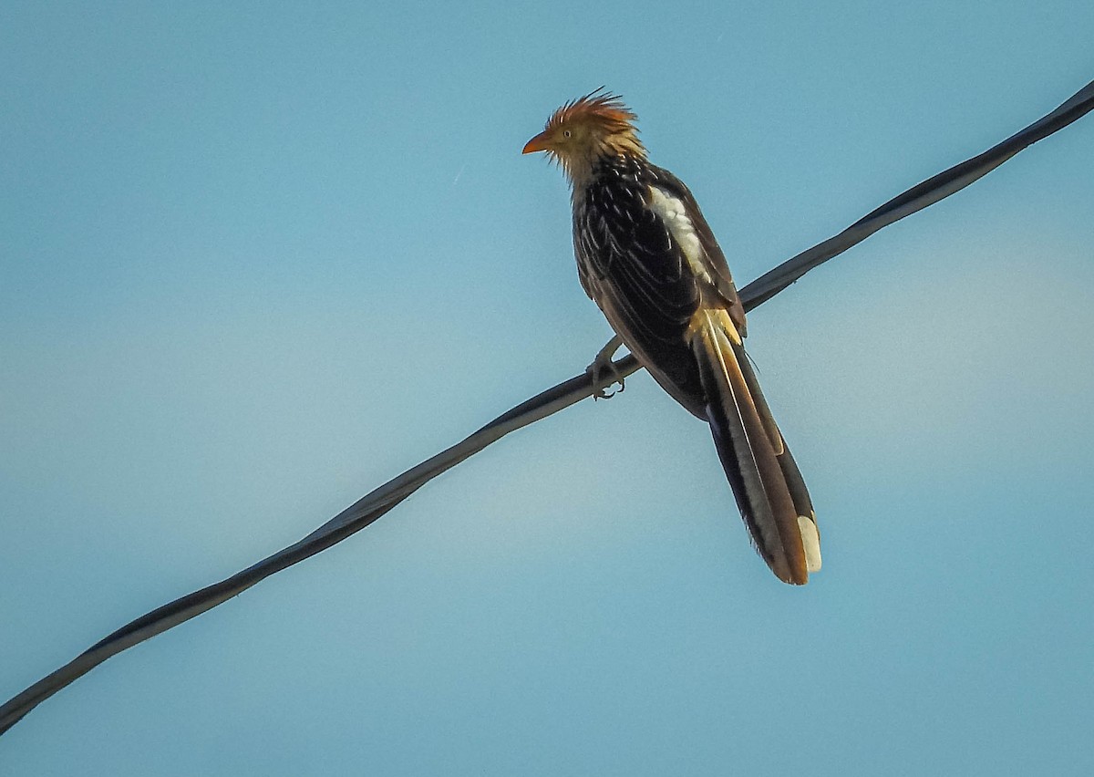 Guira Cuckoo - ML638295162