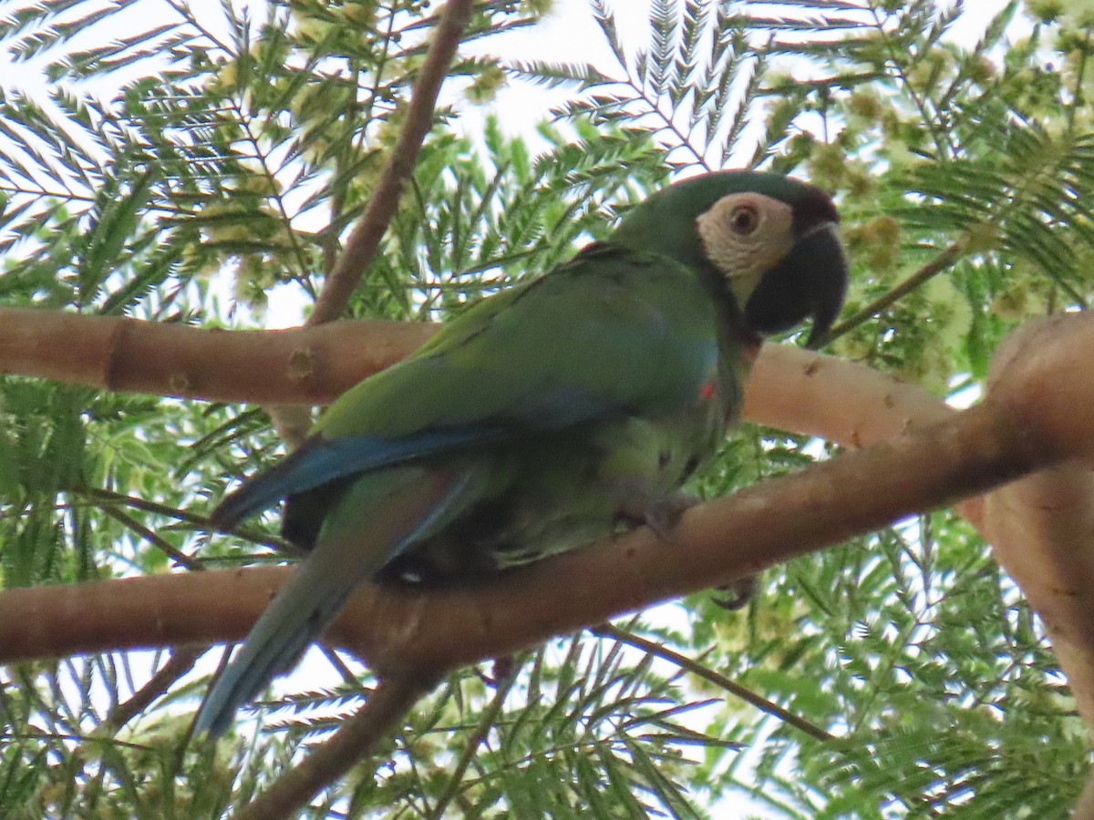 Chestnut-fronted Macaw - ML638295172