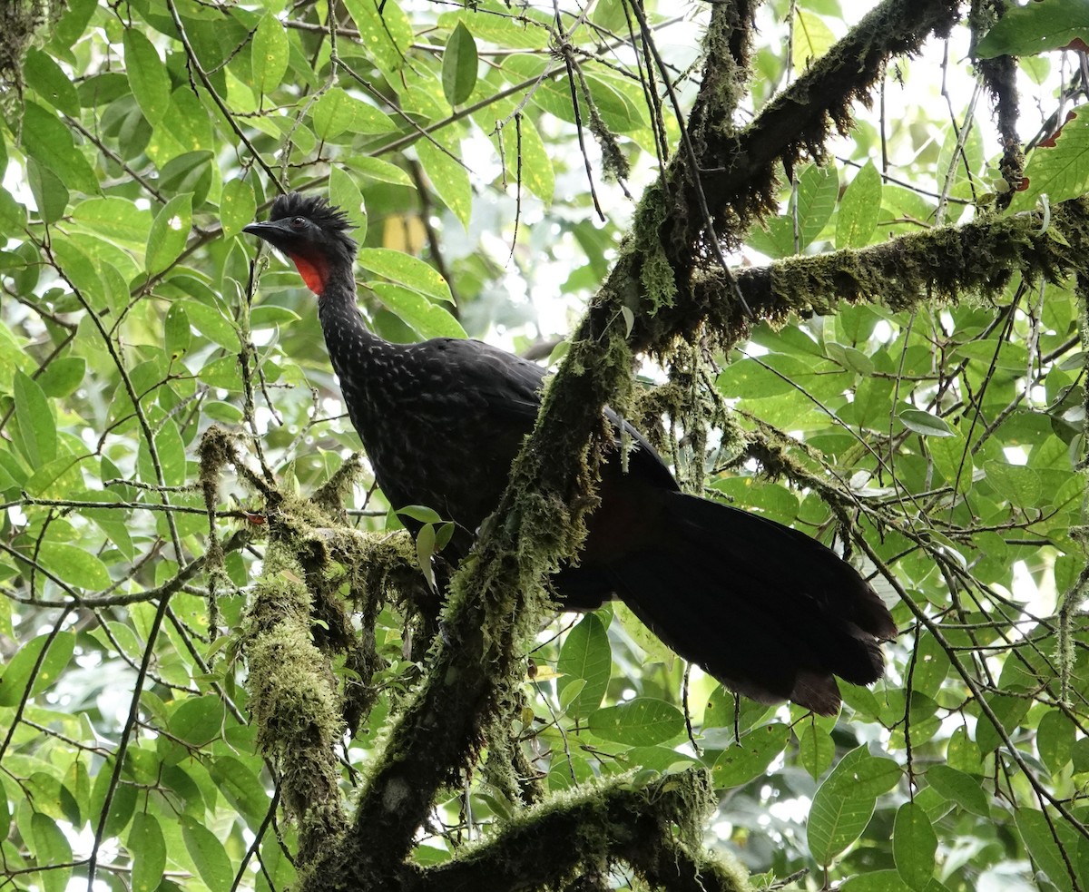 Crested Guan - ML638295192