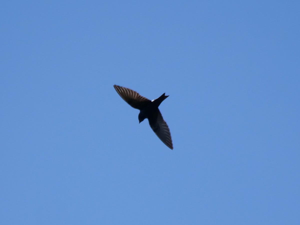Purple Martin - ML638295202