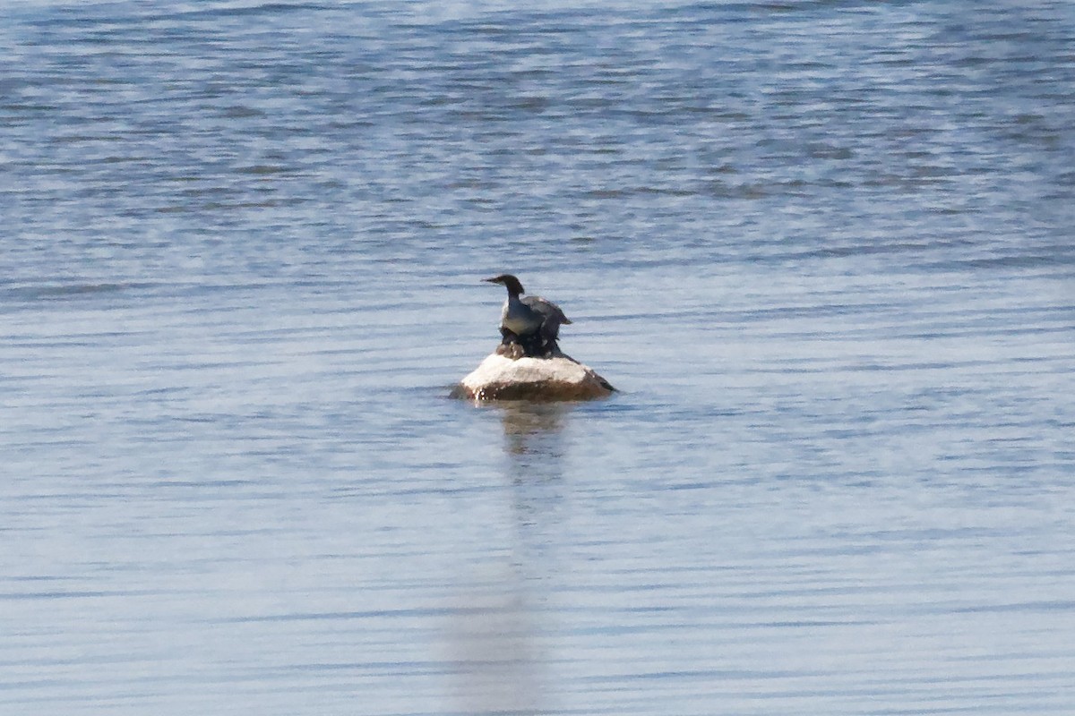 Common Merganser - ML638295203
