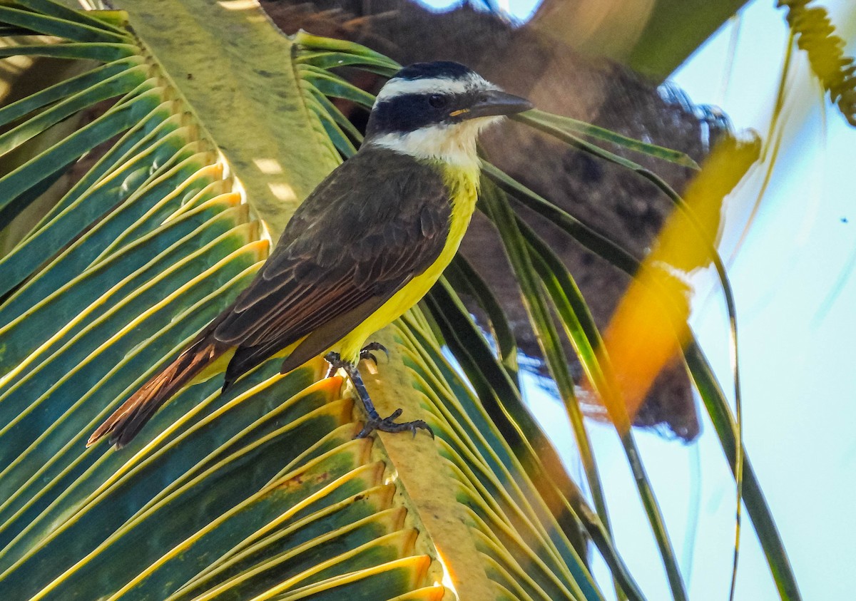 Great Kiskadee - ML638295204