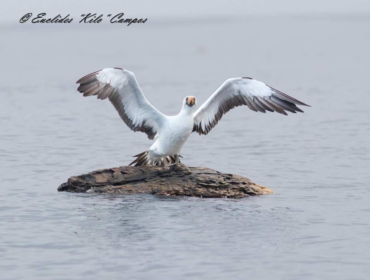 Nazca Booby - ML638295207