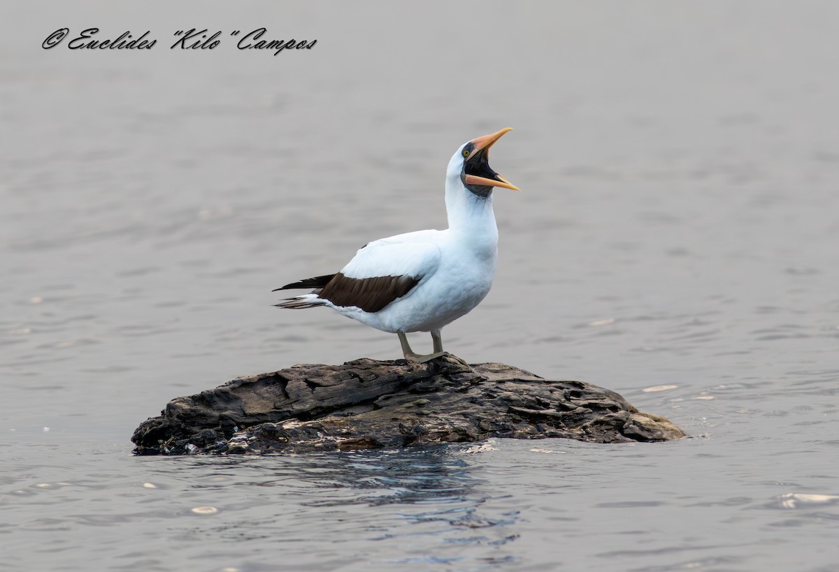 Nazca Booby - ML638295208