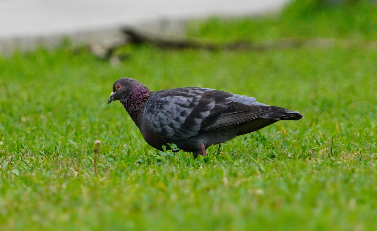Rock Pigeon (Feral Pigeon) - ML638295211