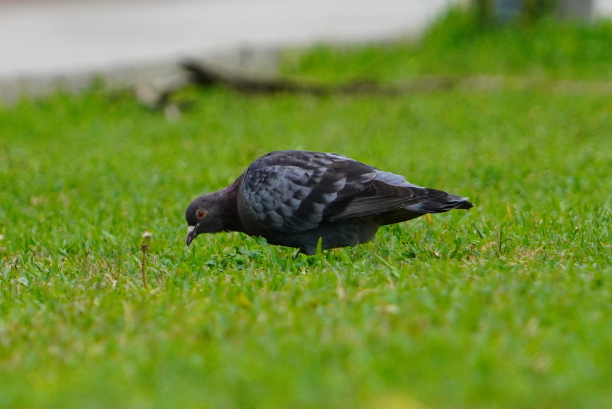 Rock Pigeon (Feral Pigeon) - ML638295212
