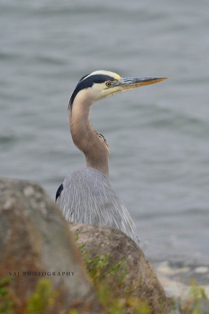 Great Blue Heron - ML638295214